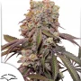 Cannabis seeds Auto Candy Bubatz XL® NEW! from Dutch Passion